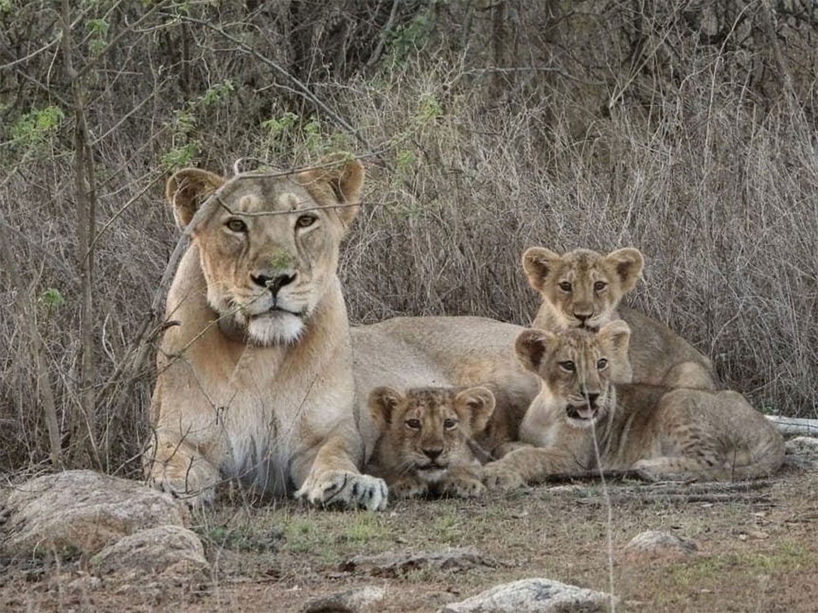 Barda forests emerge as new ‘second home’ for Asiatic lions (Photo/GujaratCMO)