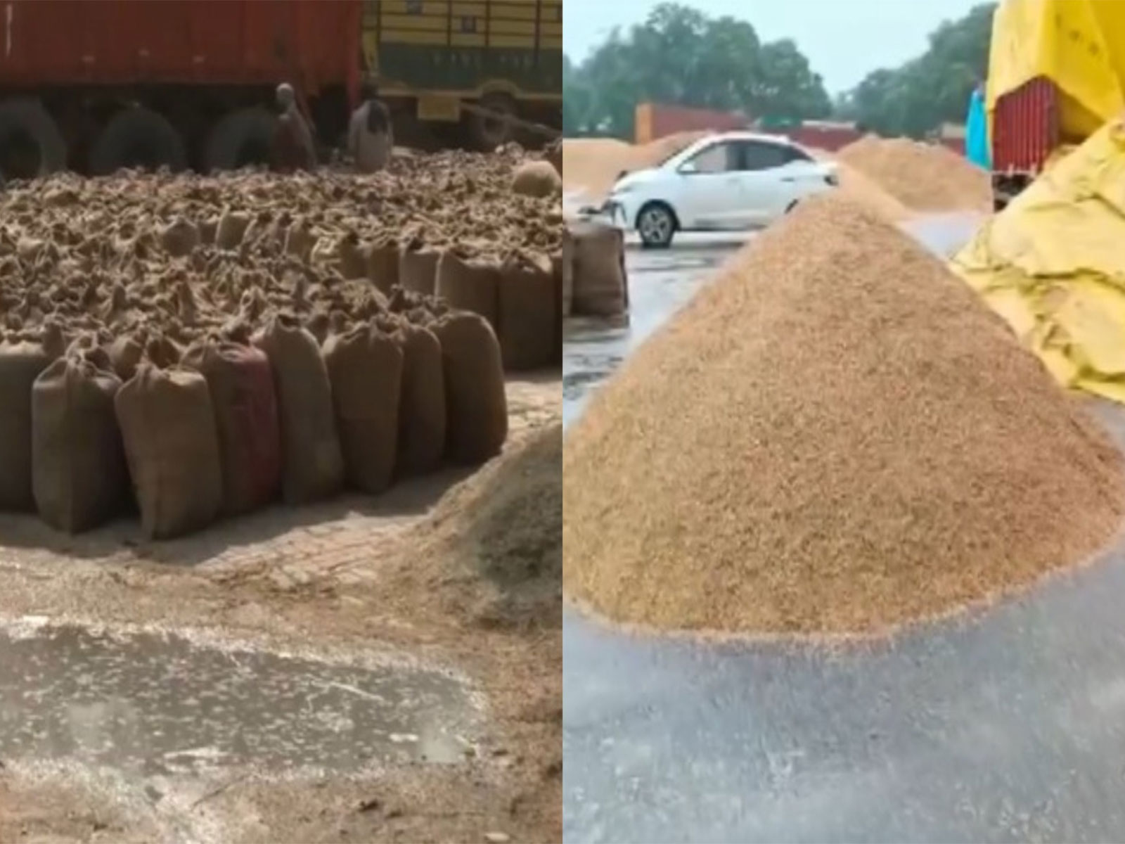 Grains out in open after heavy rain in Amritsar (L) and Narela (R) (Photo/ANI)