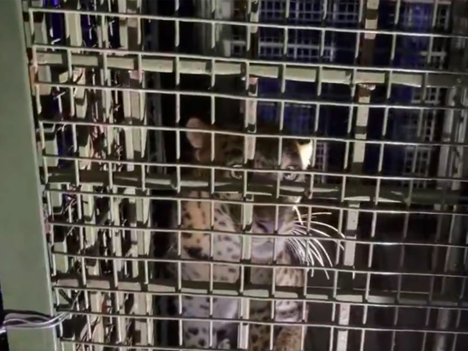 Leopard trapped in Forest Department's cage (Photo/ANI)
