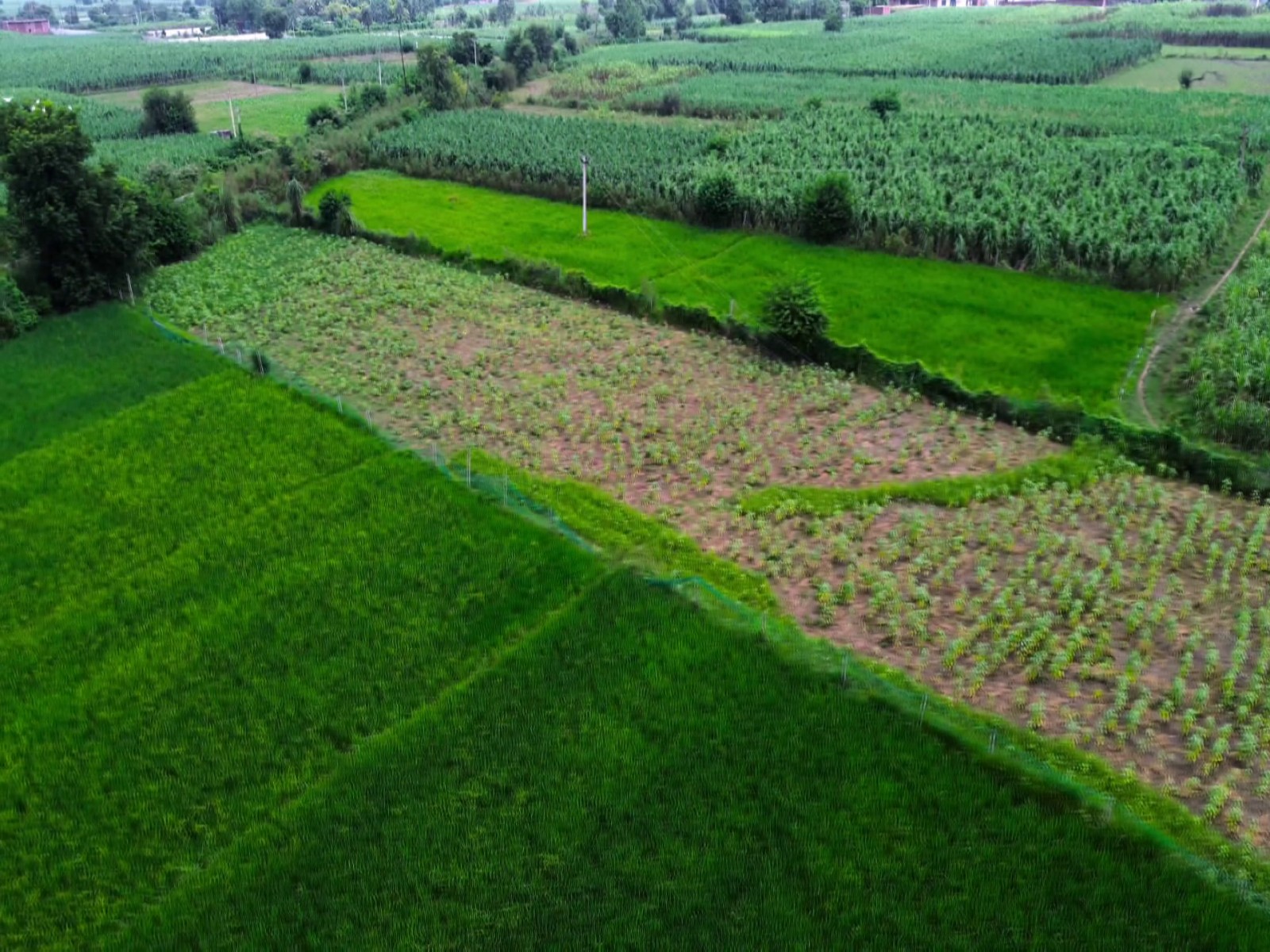 A view of the organic farm in Delhi where crops are grown using natural farming practices (Photo/ANI)