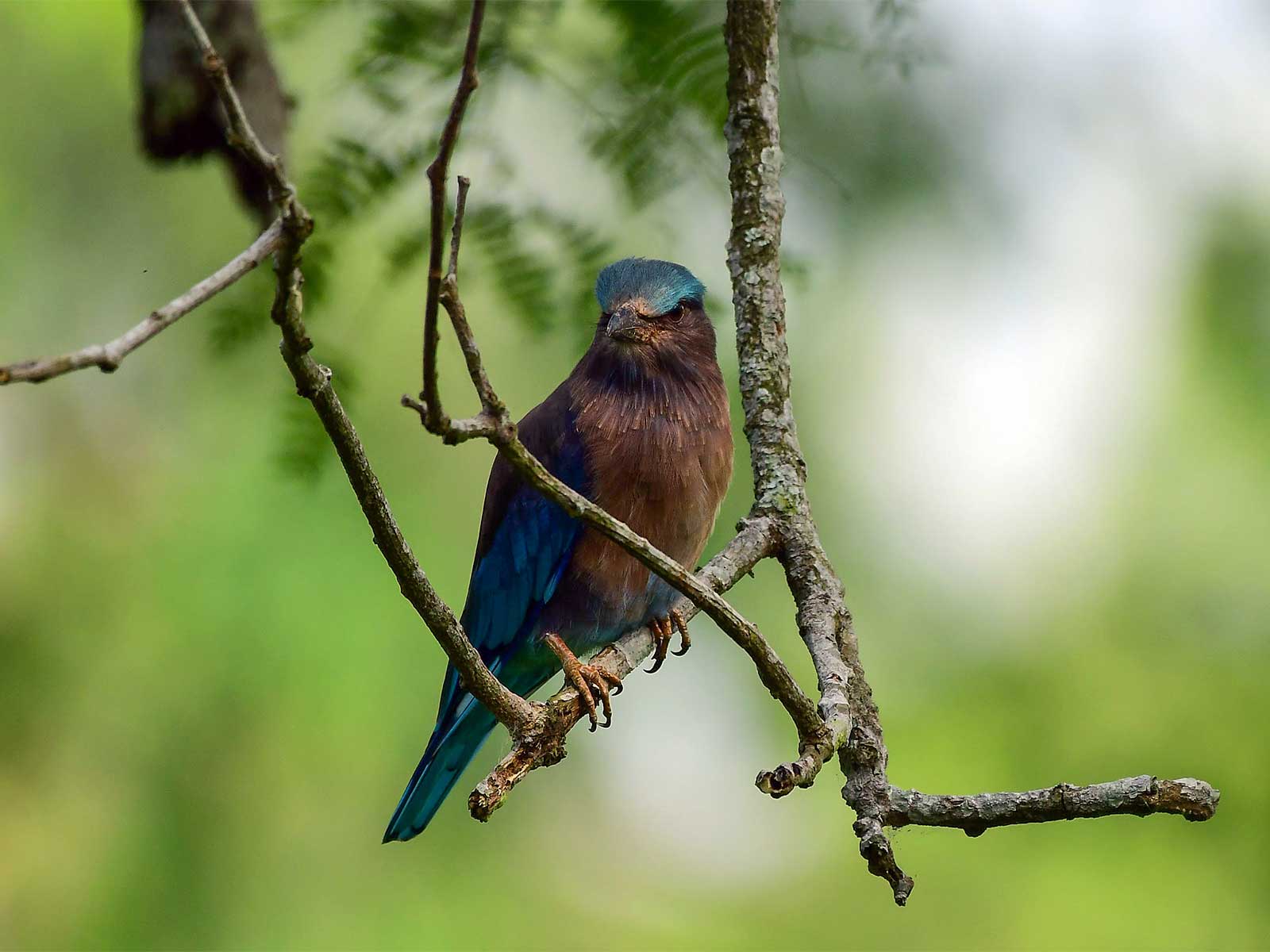 Indian roller bird (File Photo/ANI)