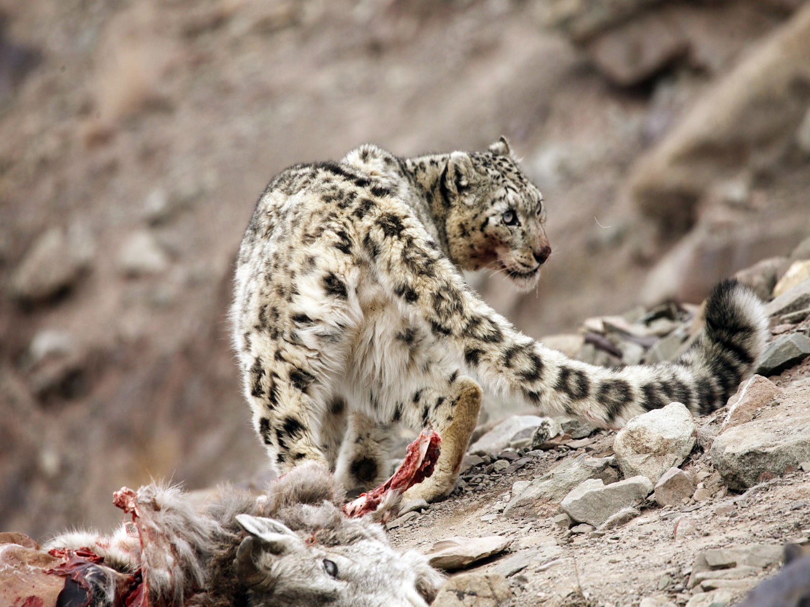 SNow Leopard (File Photo/ANI)