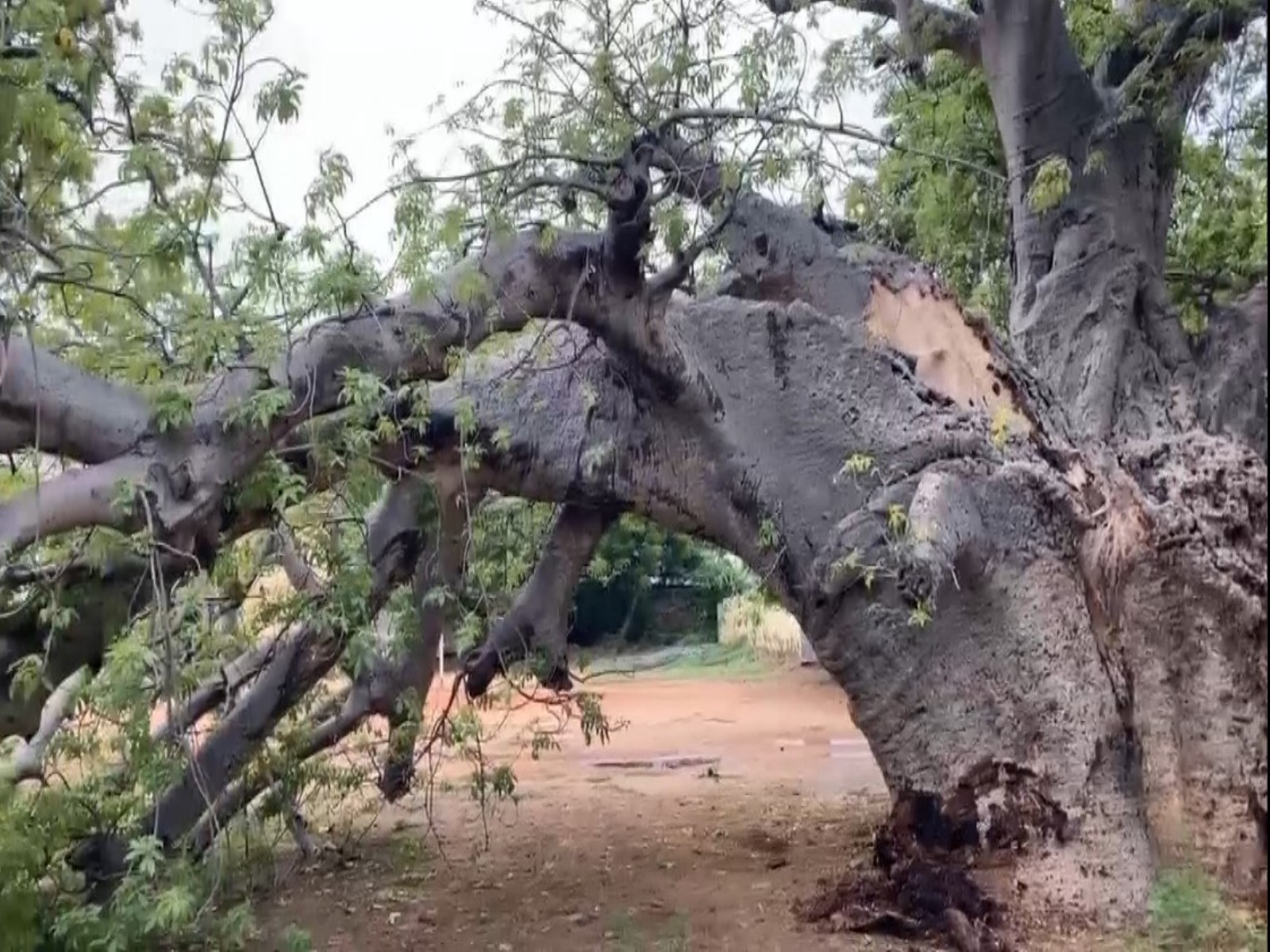  Ancient African Baobab tree (Photo/ANI)