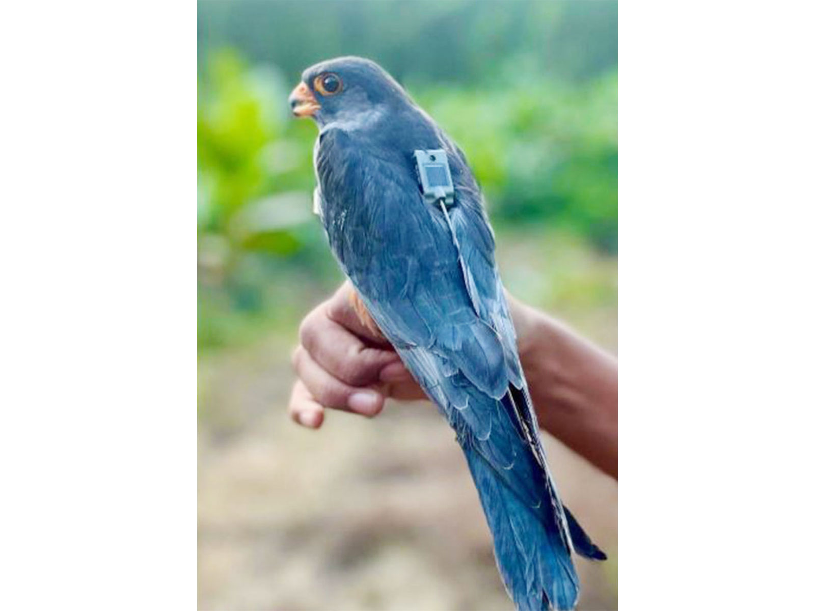 Amur falcons (Photo/X/@byadavbjp)