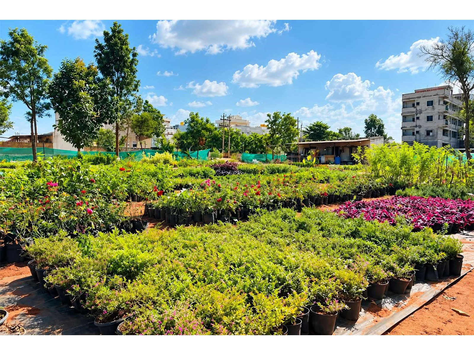 Rows of flowering plants and greenery at Urvann's farm, supporting its focus on plant quality and direct cultivation.