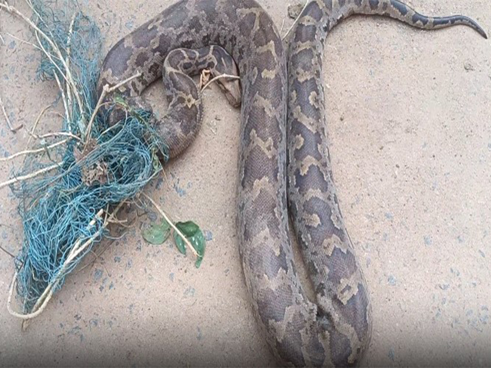 8-foot python successfully rescued (Photo/ANI)