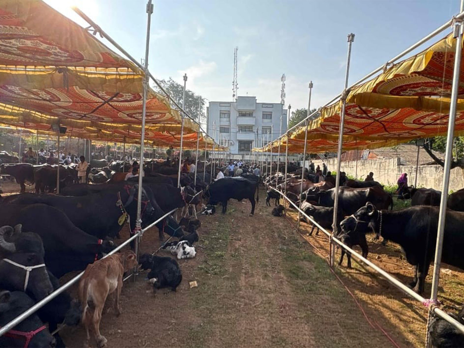 Buffaloes and cattle at livestock enclosure under temporary canopies (Photo/CMO)