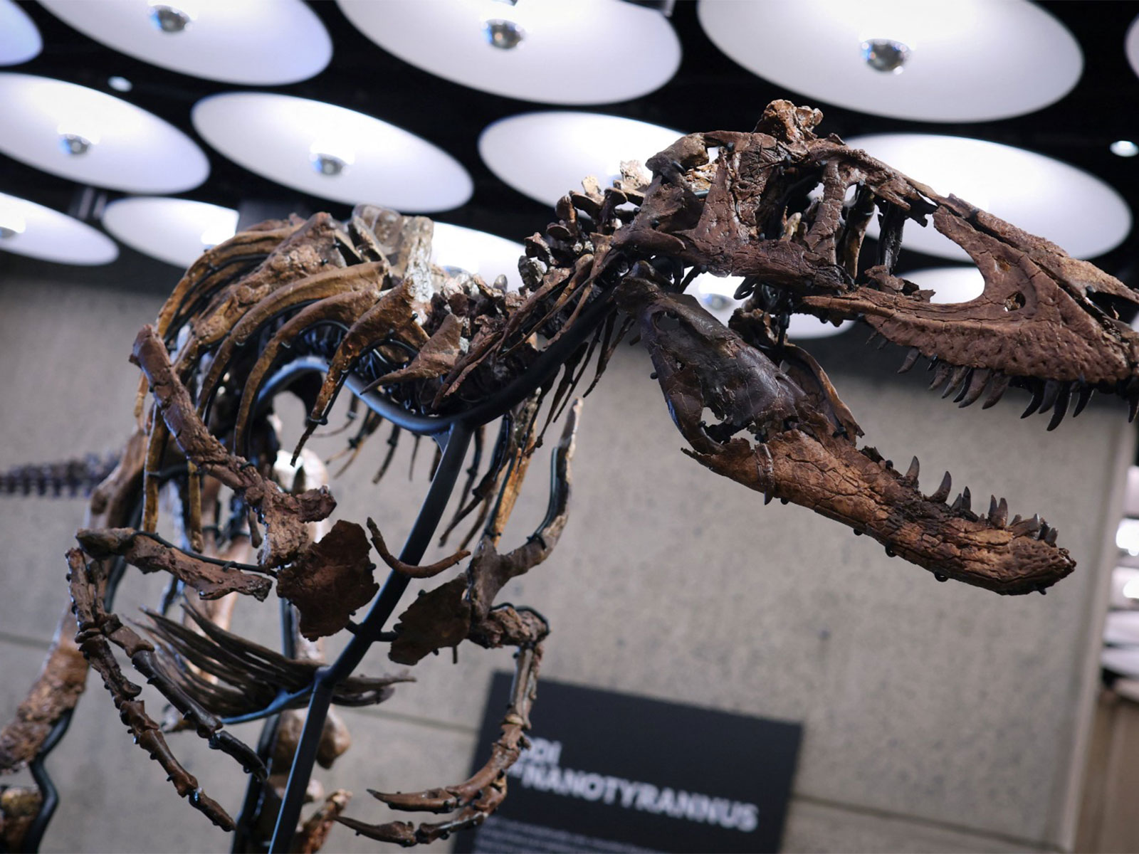 Nanotyrannus skeleton (Image source: Reuters)