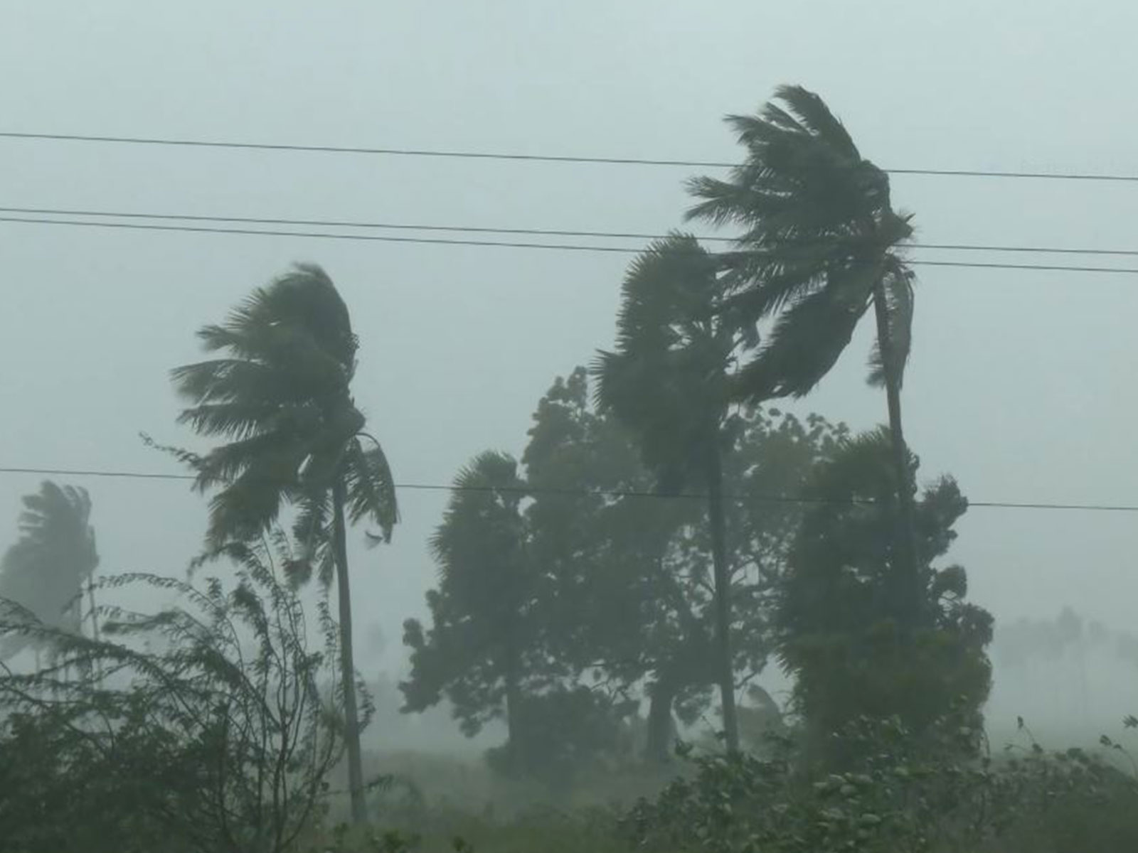 Visual of uprooted trees following Cyclone Arnab (Photo/ANI)