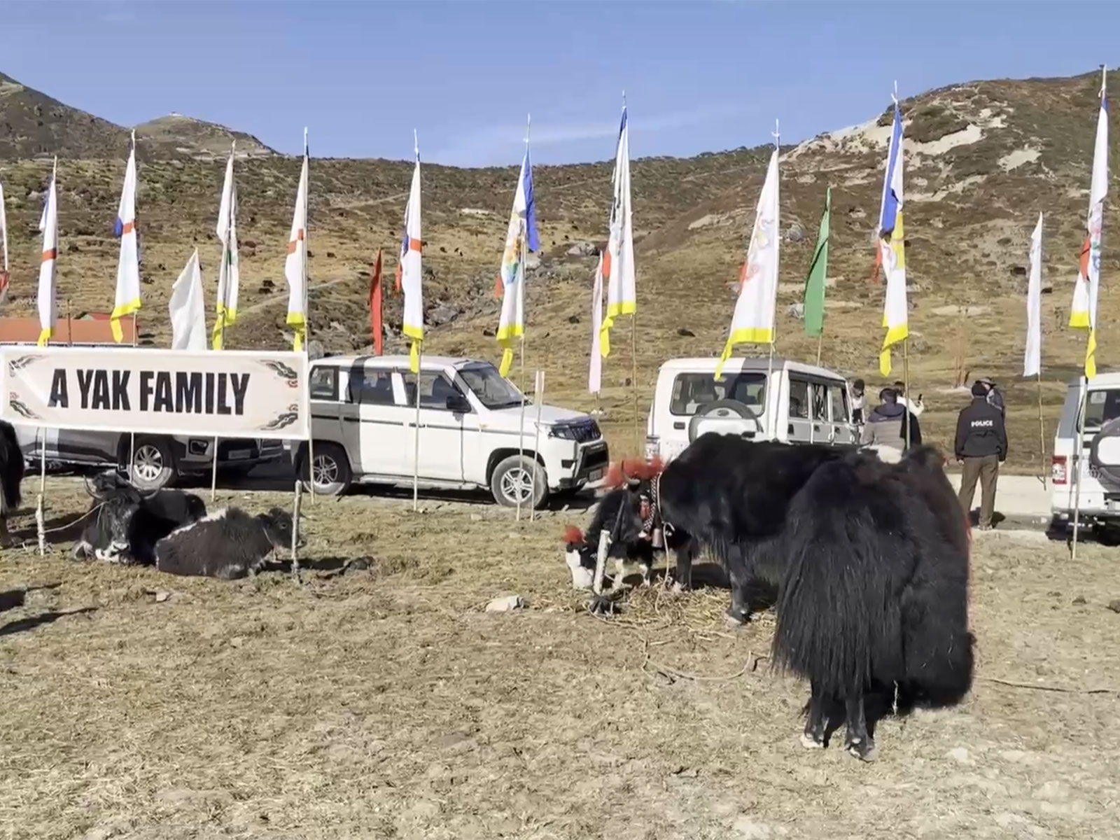 Sikkim’s first-ever Himalayan Yak Festival began in Gnathang Valley