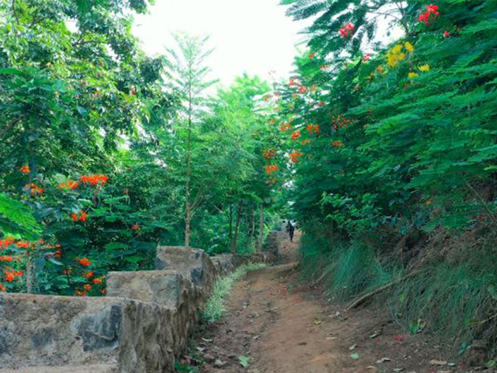 2.62-km forest eco-trail (Photo/ANI)
