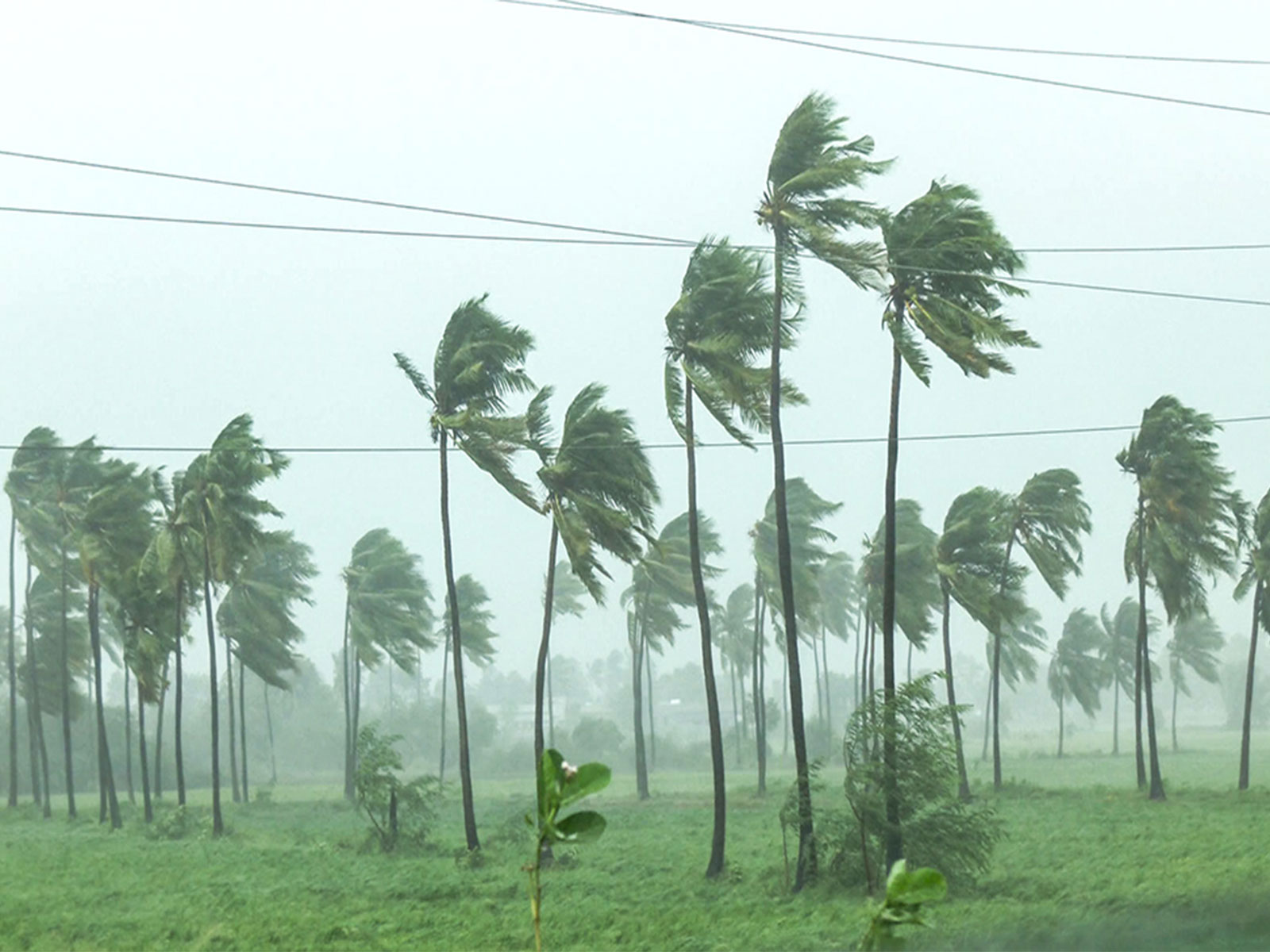 Numerous coconut trees bend and sway violently under the impact of fierce gusty winds and heavy rains accompanying Cyclone Arnab at Machilipatnam (File Photo/ANI)