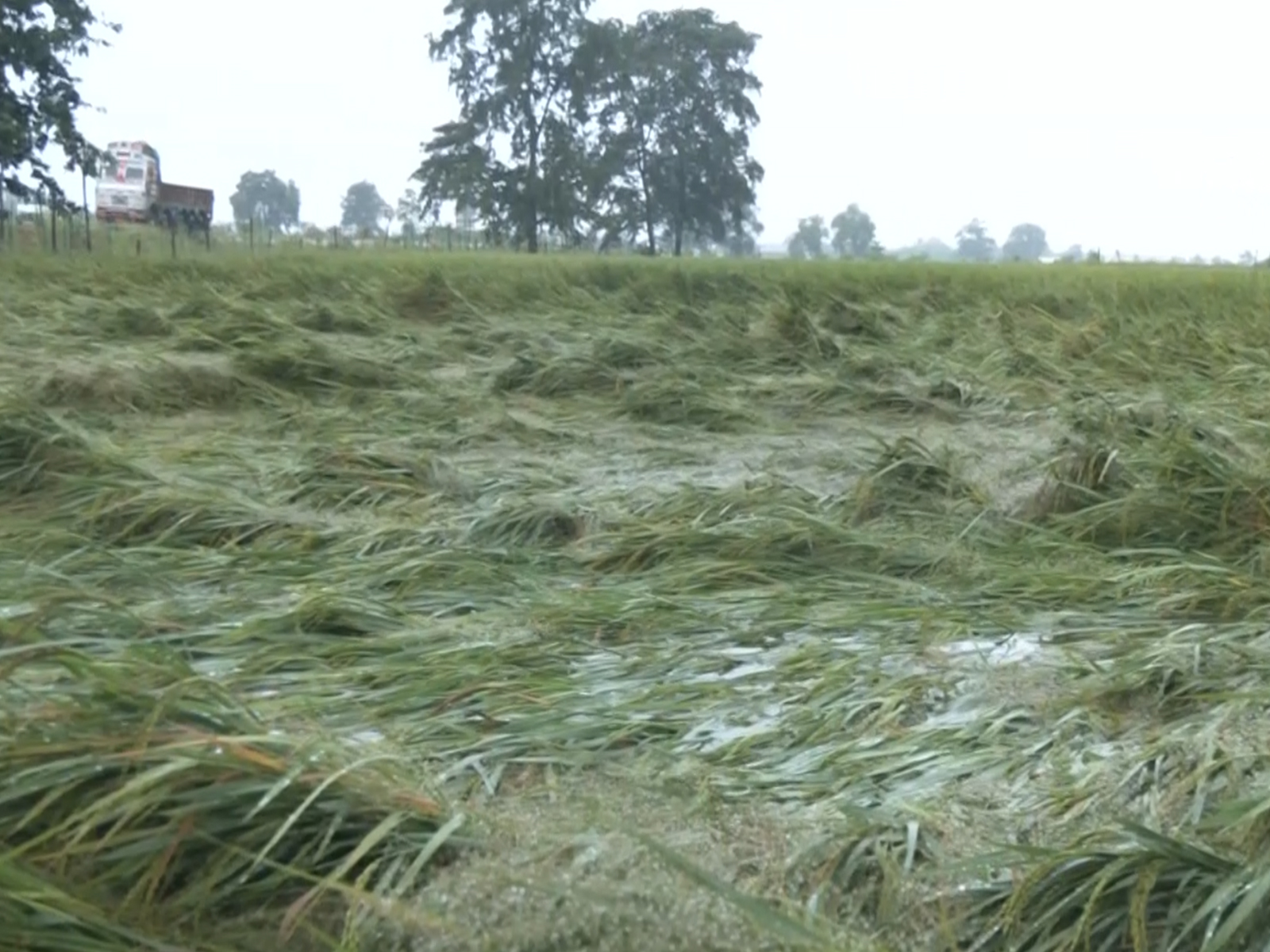 Cyclone Arnab damages harvest-ready paddy crops (Photo/ANI)