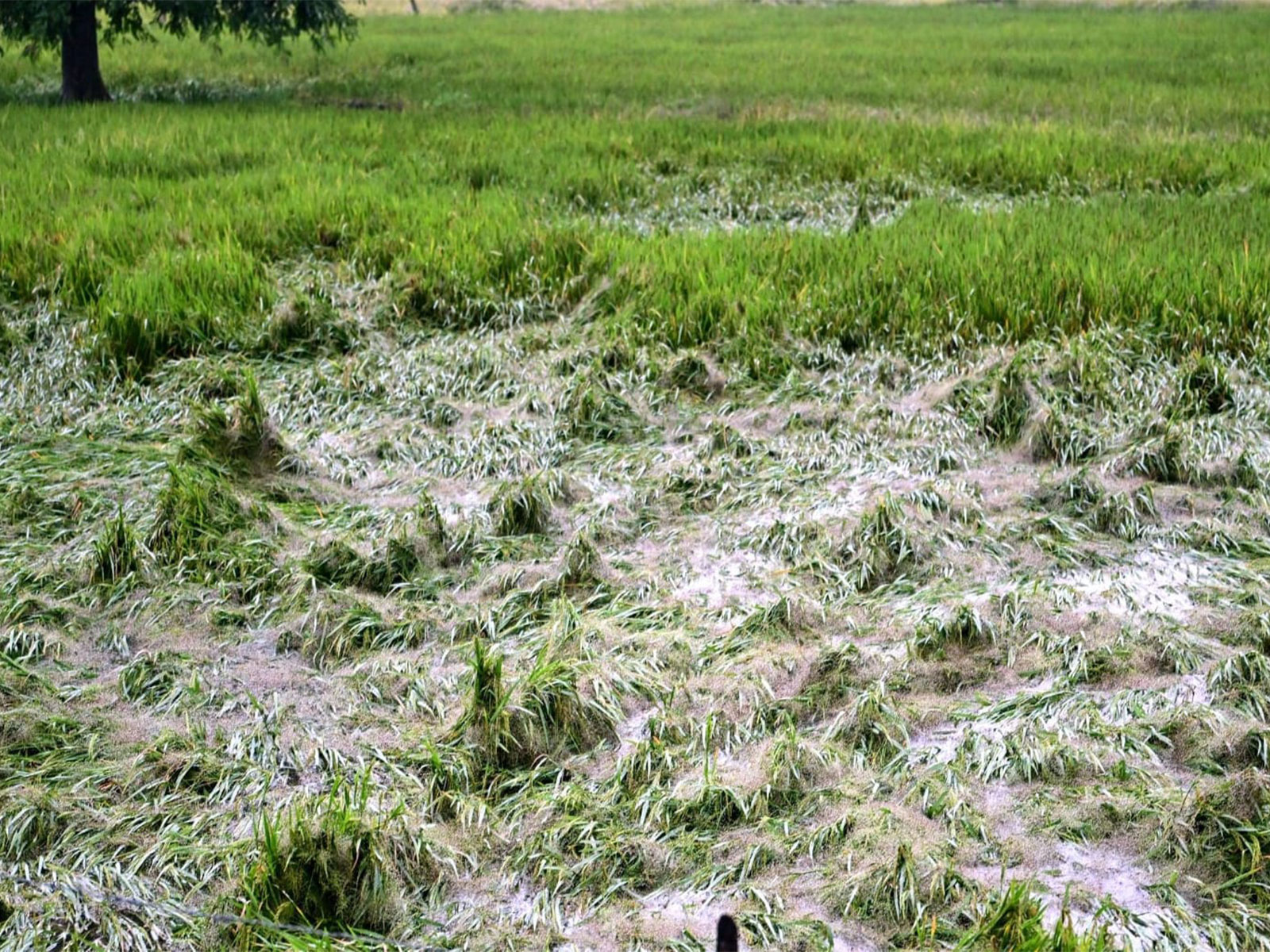Heavy damage caused to the paddy crops in Chhattisgarh (Photo/ANI)