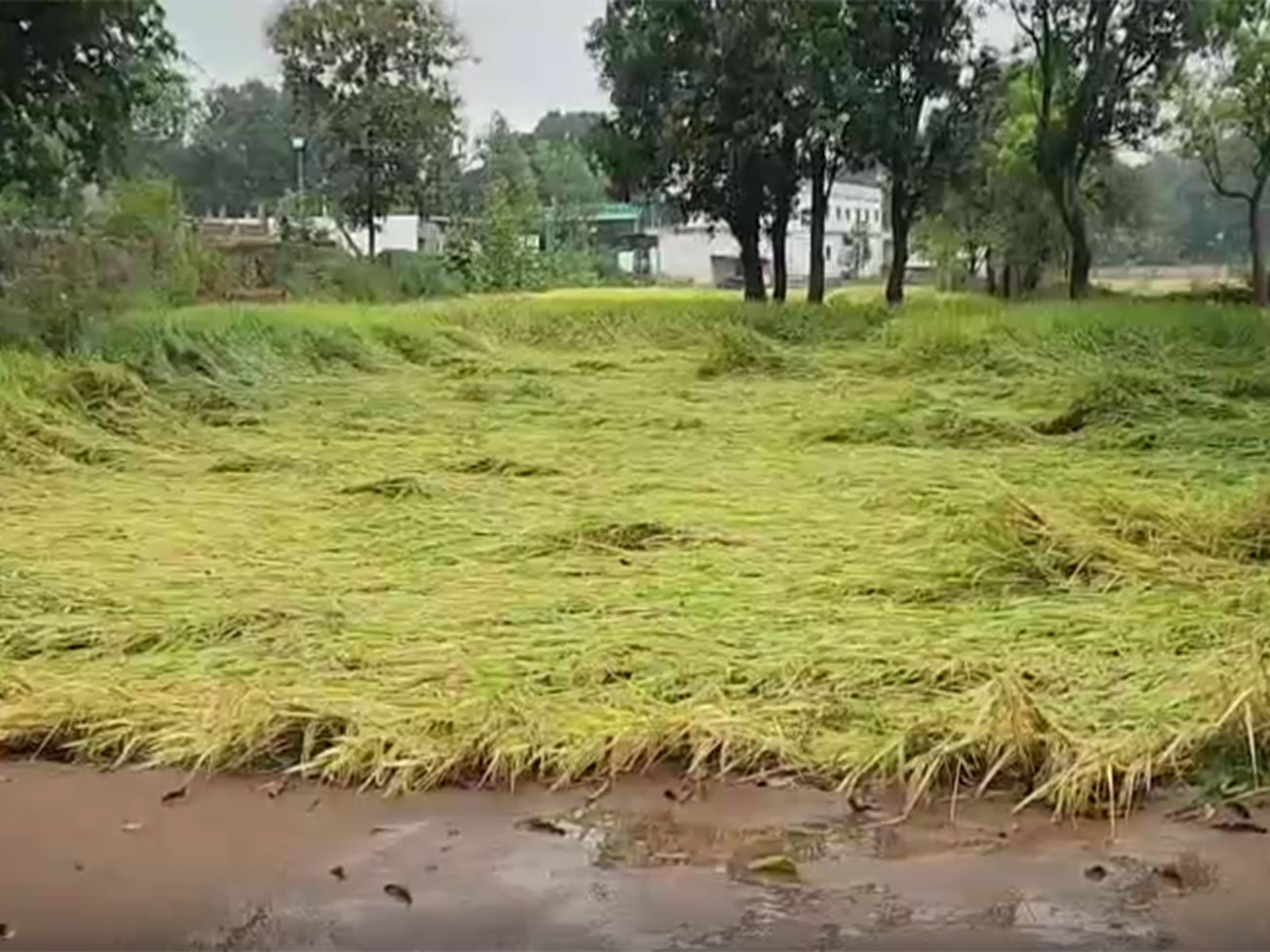 Flattened paddy plants in the fields (Photo/ANI)