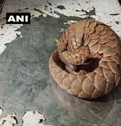 Pune police arrested three people in possession of a pangolin in Kharadi bypass area of Pune. (Photo/ANI) Pune police arrested three people in possession of a pangolin in Kharadi bypass area of Pune. (Photo/ANI)