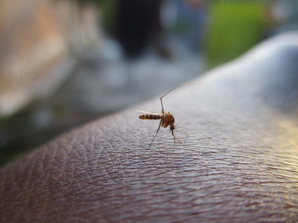 Dengue is one of the world?s leading mosquito-borne illnesses taking scores of lives globally every year. Dengue is one of the world?s leading mosquito-borne illnesses taking scores of lives globally every year.