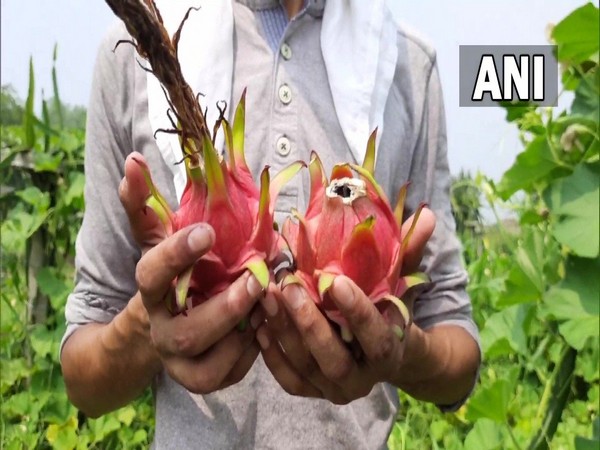 A visual of dragon fruits from Deepak Gupta's orchard (Photo/ANI) A visual of dragon fruits from Deepak Gupta's orchard (Photo/ANI)