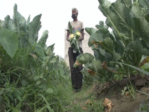 Farmers are suffering due to lockdown in Ludhiana. Photo/ANI