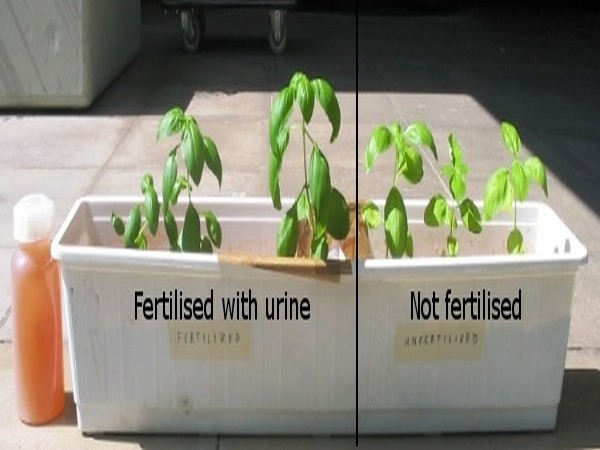 Comparison between urine fertilised and unfertilised plants. Comparison between urine fertilised and unfertilised plants.