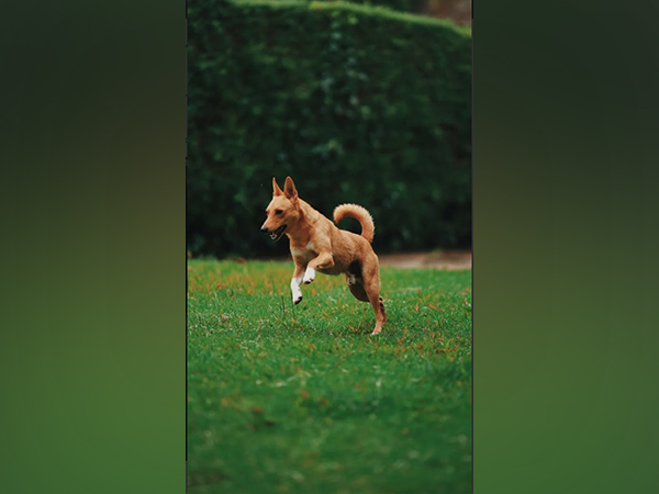 Study: Genetic variation within and between species to affect animal mental traits