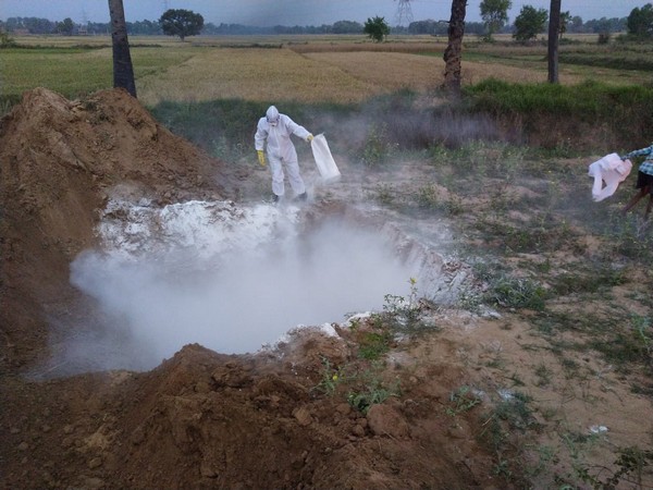 The Animal Husbandry Department carried out the culling of poultry in Patna on Friday. The Animal Husbandry Department carried out the culling of poultry in Patna on Friday.