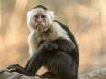 Clues to Capuchin monkey's long life, large brain revealed in its genome - Vimarsana News