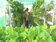 Gujarat teacher turns agriculturist with terrace farming - Vimarsana News