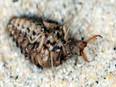 Animals fake death for long periods to escape predators: Study - Vimarsana News