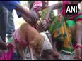 Tribal community in Odisha marries two children to dog - Vimarsana News