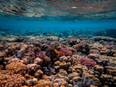 Study challenges dogma in conservation biology regarding coral reefs - Vimarsana News