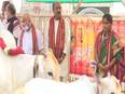 Cow worship performed at Andhra's Kanakdurga temple - Vimarsana News