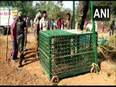 Forest department rescues wild bear from abandoned pit in Odisha's Nabarangpur - Vimarsana News
