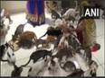 Gujarat man opens 'Cat Garden', raises over 200 cats - Vimarsana News