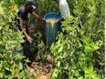 Police destroys 1,500 liters of jaggery wash in Andhra Pradesh's Krishna district - Vimarsana News