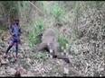 18 elephants found dead in Assam's Nagaon - Vimarsana News