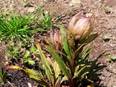 Highest herbal garden of India situated at 11,000 feet established in Uttarakhand - Vimarsana News