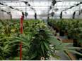 Marijuana use drops at beginning of year, then climbs in summer: study - Vimarsana News