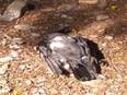 Amid bird flu scare, 11 crows found dead in Mumbai - Vimarsana News