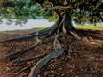 Research reveals how crop roots penetrate hard soils - Vimarsana News