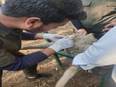 U'kand aims to produce 500 megatonnes wool by 2023-2024 under Structured Breeding Programme for sheep - Vimarsana News