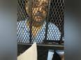 Hand over Choksi, he committed a huge crime and is our citizen: India tells Dominica - Vimarsana News