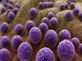 Study: Seafood related bacteria can go dormant and resuscitate later - Vimarsana News