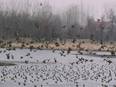 S Korea culled nearly 19 million poultry animals in 2 months over bird flu spread - Vimarsana News
