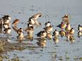 Bird Flu: Punjab declared 'controlled area', poultry from other states banned - Vimarsana News