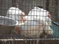 Bird flu scare causes loss in poultry businesses across India - Vimarsana News