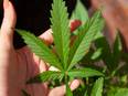 Study explores temporal link between medicinal cannabis for epilepsy, early puberty - Vimarsana News