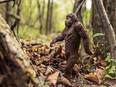 Rapid evolution in species may help them adapt to climate change, competition - Vimarsana News