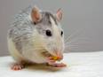 Study finds theoretical model for neural activity of mouse brain - Vimarsana News
