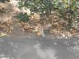 Delhi Police: Suspicious object found near Raisina Road - Vimarsana News